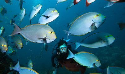 Wall Mural - Diver and school of fish fish, Raja Ampat. Indonesia.