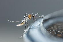 Newborn Aedes Albopictus Mosquito