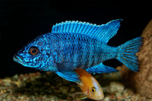 Cichlid Fish From Genus Aulonocara
