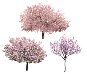 Wall Mural - Blossoming pink sacura trees isolated on white