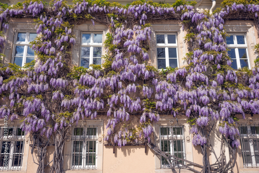 Blauregen an der Fassade Stock Photo | Adobe Stock
