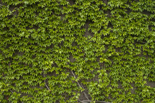 House Wall Covered With Green Climbing Plants As Background