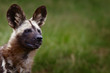 Highly alerted African wild dog. Lycaon pitucs