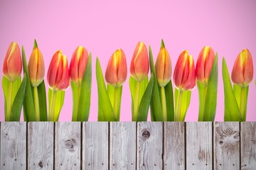 Poster - Composite image of tulip flowers