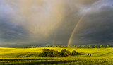 Fototapeta Tęcza - Double rainbow created by storm over wheatfield