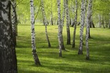 Fototapeta Natura - Birch forest
