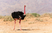 Male Of African Ostrich (Struthio Camelus) Nature Reserve Park, 35 Km North Of Eilat