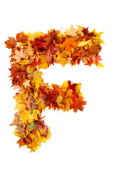 Wall Mural - alphabet sign from autumn leaf