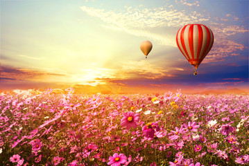 Wall Mural - landscape of beautiful cosmos flower field and hot air balloon on sky sunset, vintage and retro filt