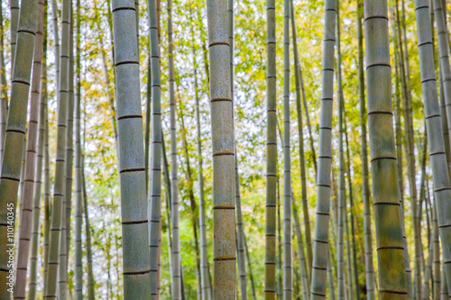 beautiful-bamboo-forest-at-arashiyama-touristy-district-kyoto