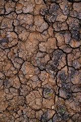 Wall Mural - Soil drought and mud cracks in dry land