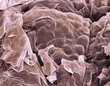 © Science RF - Skin, SEM