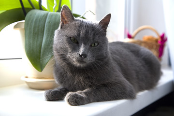 Portrait of siberian blue cat