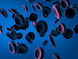 Wall Mural - Blood cells.3D illustration.