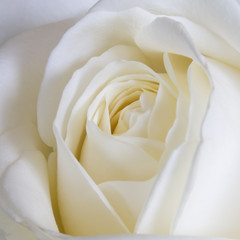 Fotomurales - White Rose