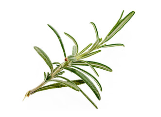 Branch of fresh rosemary isolated on white background.