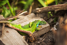 Pair Of Green Lizard (Lacerta Bilineata) In The Wild 