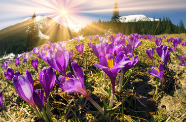 Wall Mural - Crocuses spring Chornogory