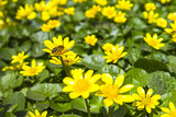 Fototapeta Kwiaty - meadow bright yellow buttercups spring sunny nature