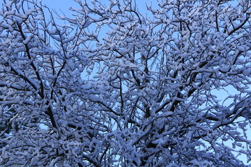 Wall Mural - background with snowy branches