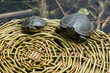 Żółwie Arboretum w Bolestraszycach
