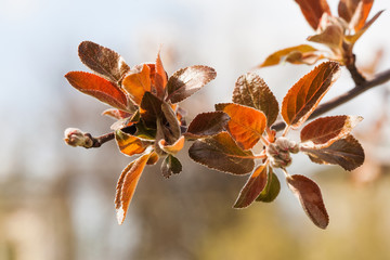 Wall Mural - Apple tree branch with red leaves. Spring garden landscape. soft focus