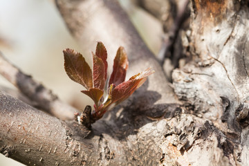 Wall Mural - Apple tree with young shoot and red leaves. Spring garden scene  fruit trunk. soft focus