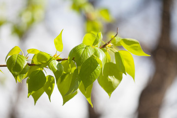 Wall Mural - Poplar tree branch with fresh green leaves. sunny day park landscape