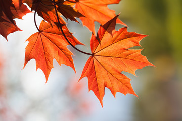 Wall Mural - Red maple leaves, floral design element. Contrast colors concept. shallow depth of field, soft focus