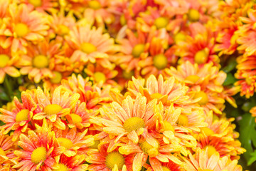 Wall Mural - Orange Chrysanthemum flowers in garden