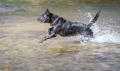  happy dog running playing in river