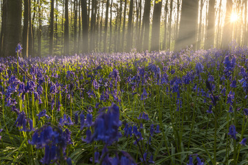 bluebell forest - bois de hal - Hallerbos