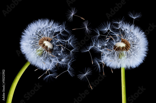 Fotografija  Silhouettes of Dandelions