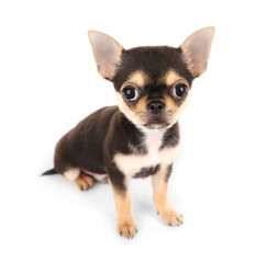 Sticker - Small chihuahua puppy on the white background