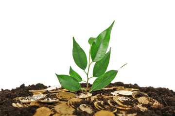 Wall Mural - Pile of coins in soil with young plant isolated on white