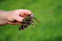 Fisherman Caught Crayfish And Keeps It In His Hand