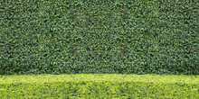 Two Tone Natural Green Leaf Wall And Texture Background..