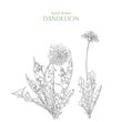 Vector Taraxacum officinale. Hand drawn dandelion.