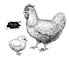 Vector Vintage Hand Drawn Chicken And Baby Chick. Engraved  Illu