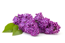 Blooming Lilac Flowers