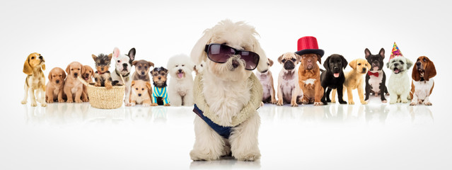 bichon wearing sunglasses sitting in front of dogs