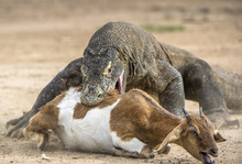 Attack Of A Komodo Dragon. The Komodo Dragon ( Varanus Komodoensis ) .