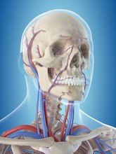 Human Vascular System, Illustration