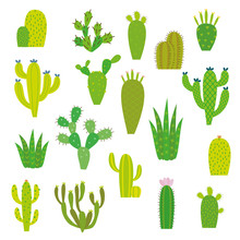 Cactus Collection In Vector Illustration
