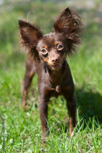 Longhaired Chocolate Color Chihuahua Dog Buy This Stock Photo