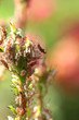 Aphids on a rose twig