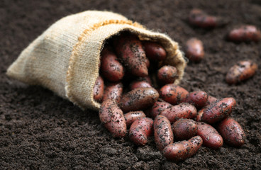 Wall Mural - Newly harvested potatoes