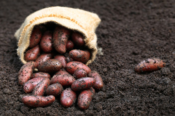 Wall Mural - Newly harvested potatoes