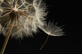 Fototapeta Dmuchawce - Extreme close up and abstraction with very shallow dept of field of dandelion seeds in black background,