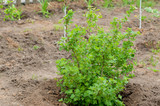 Green gooseberry bush in the garden
